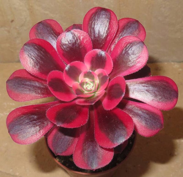 Aeonium cv Medusa variegata