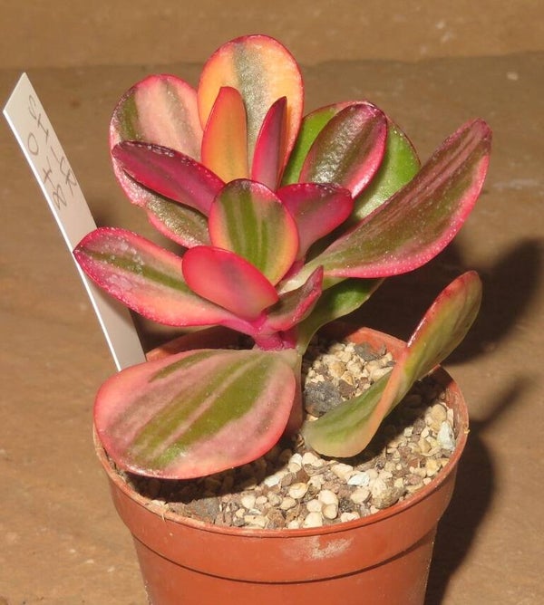 Crassula argentea cv Maruba NISHIKI variegata