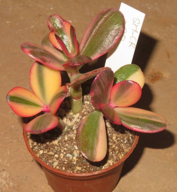 Crassula argentea cv Maruba NISHIKI variegata