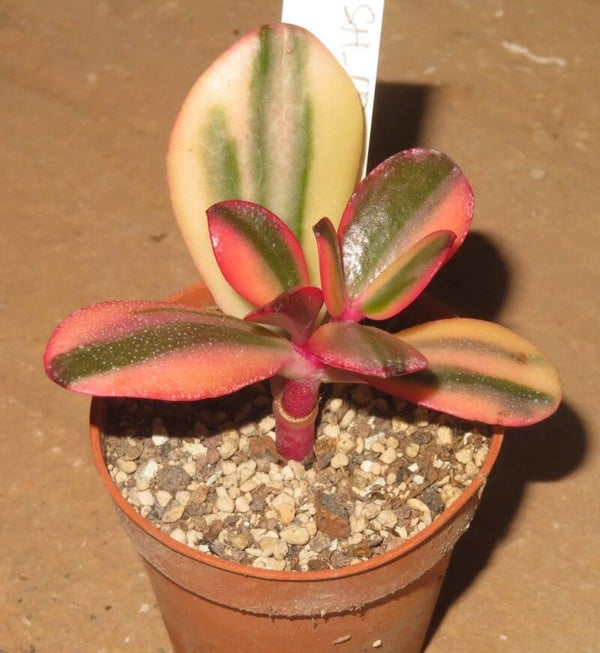 Crassula argentea cv Maruba NISHIKI variegata