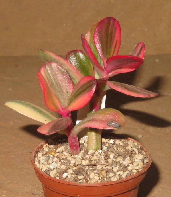 Crassula argentea cv Maruba NISHIKI variegata