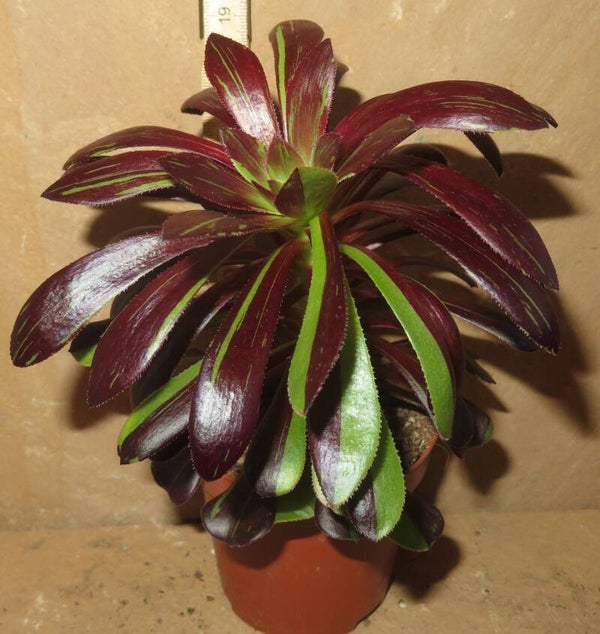 Aeonium arboreum cv Big Bang