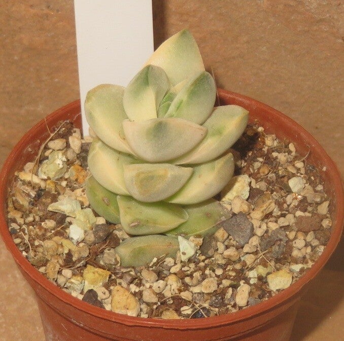 Crassula cv Mooglow variegata