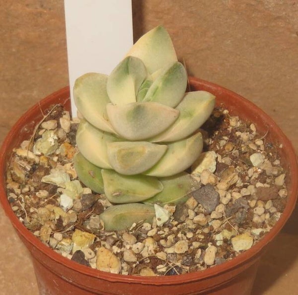 Crassula cv Mooglow variegata