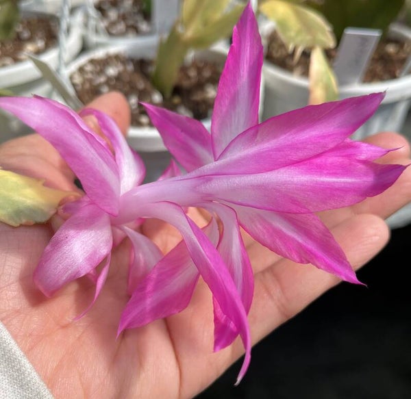 Schlumbergera cv Carnival variegata STECKLING – Sehr Große Blüten