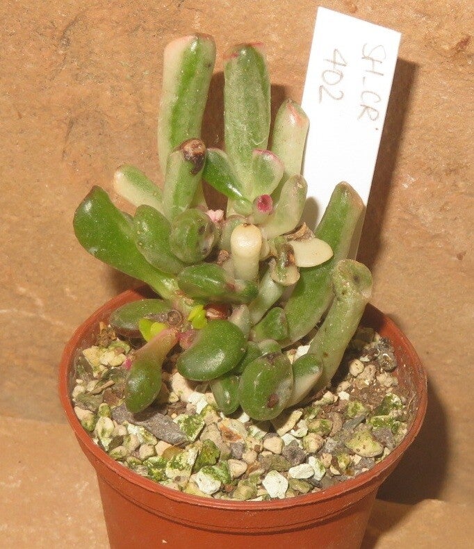 Crassula argentea cv Gollum variegata
