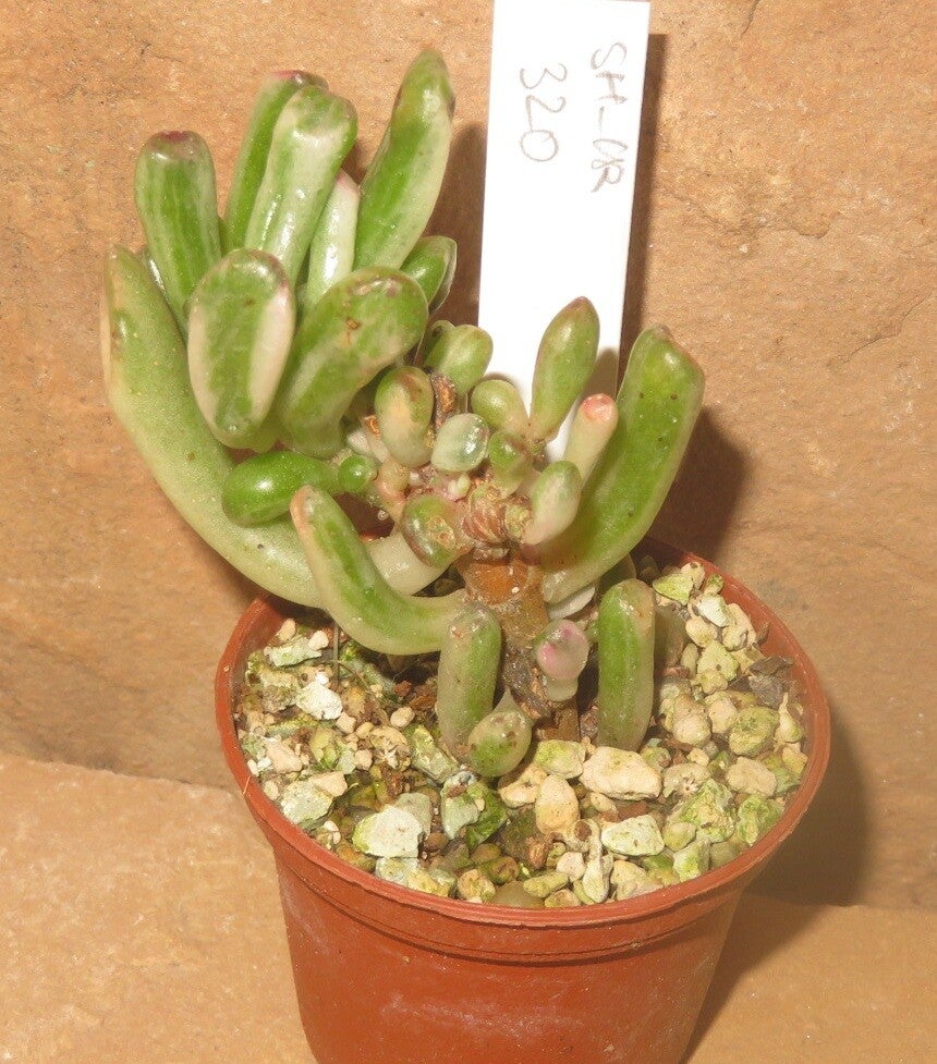 Crassula argentea cv Gollum variegata - Geldbaum