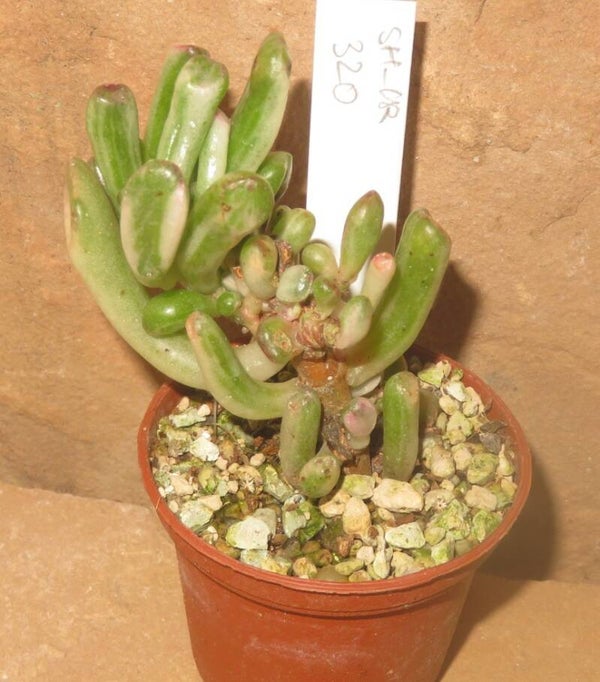 Crassula argentea cv Gollum variegata - Geldbaum