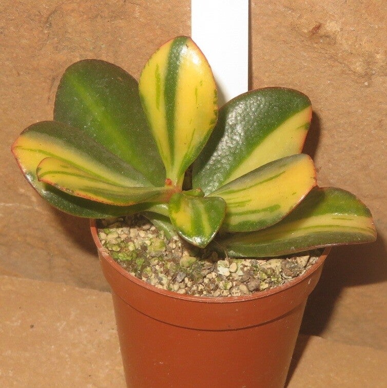 Crassula argentea cv Mikaeri Bijin variegata