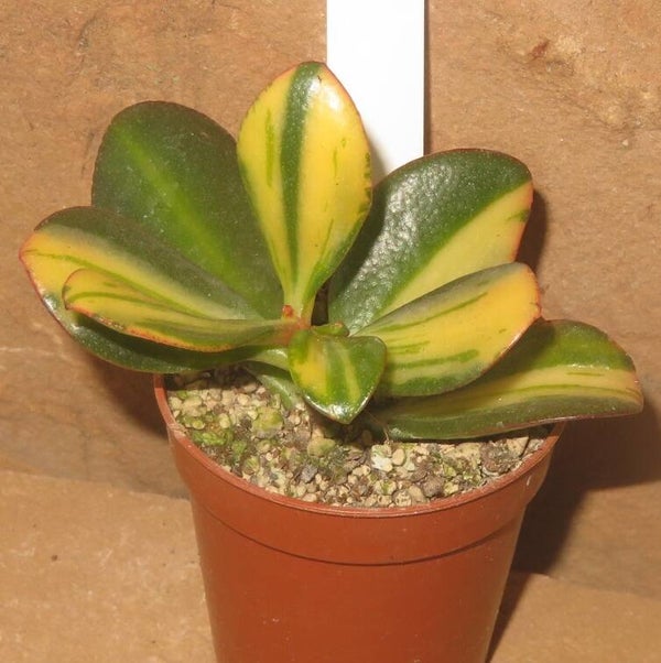 Crassula argentea cv Mikaeri Bijin variegata