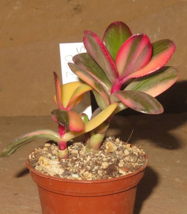 Crassula argentea cv Maruba NISHIKI variegata
