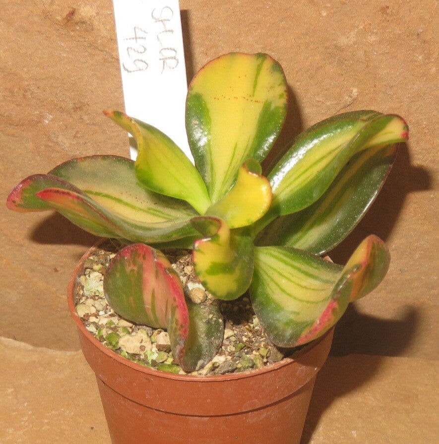 Crassula argentea cv Mikaeri Bijin variegata