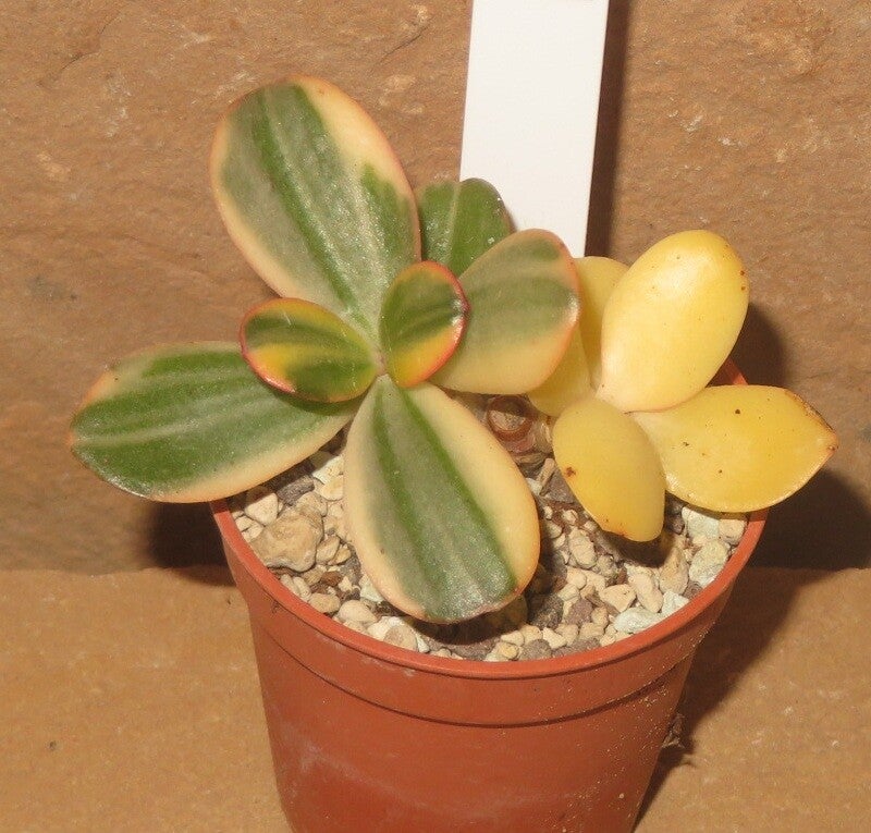 Crassula argentea cv Maruba NISHIKI variegata
