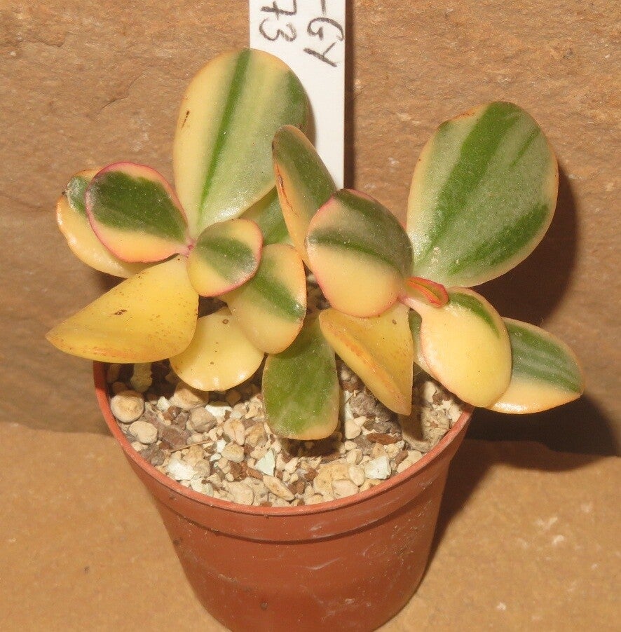 Crassula argentea cv Maruba NISHIKI variegata
