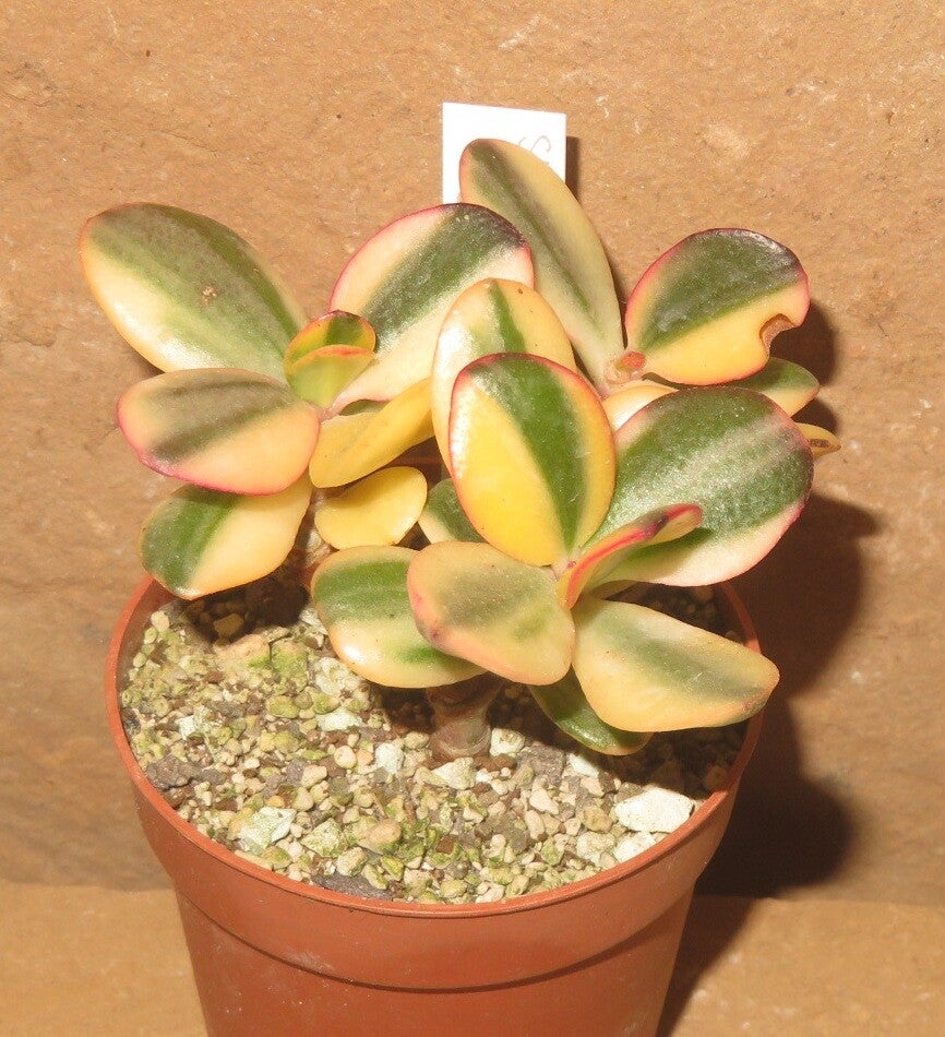 Crassula argentea cv Maruba NISHIKI variegata