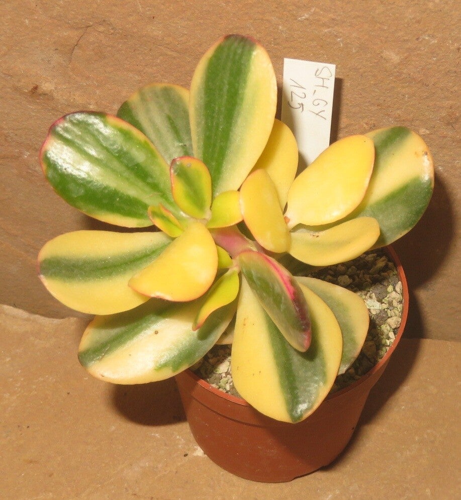 Crassula argentea cv Maruba NISHIKI variegata - Geldbaum Ovata