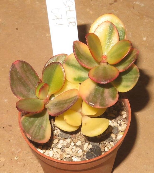 Crassula argentea cv Majiko Gorudo variegata