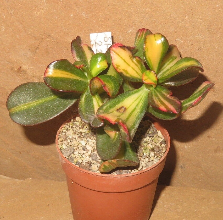 Crassula argentea cv Mikaeri Bijin variegata - Geldbaum