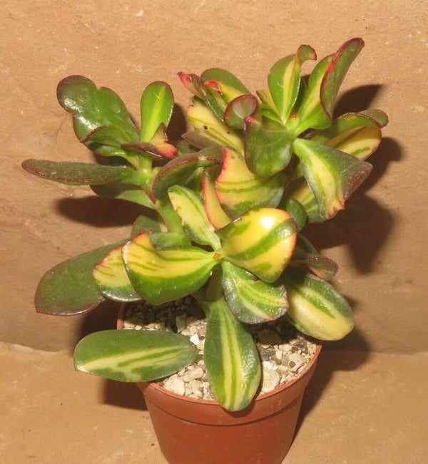 Crassula argentea cv Mikaeri Bijin variegata - Geldbaum Ovata