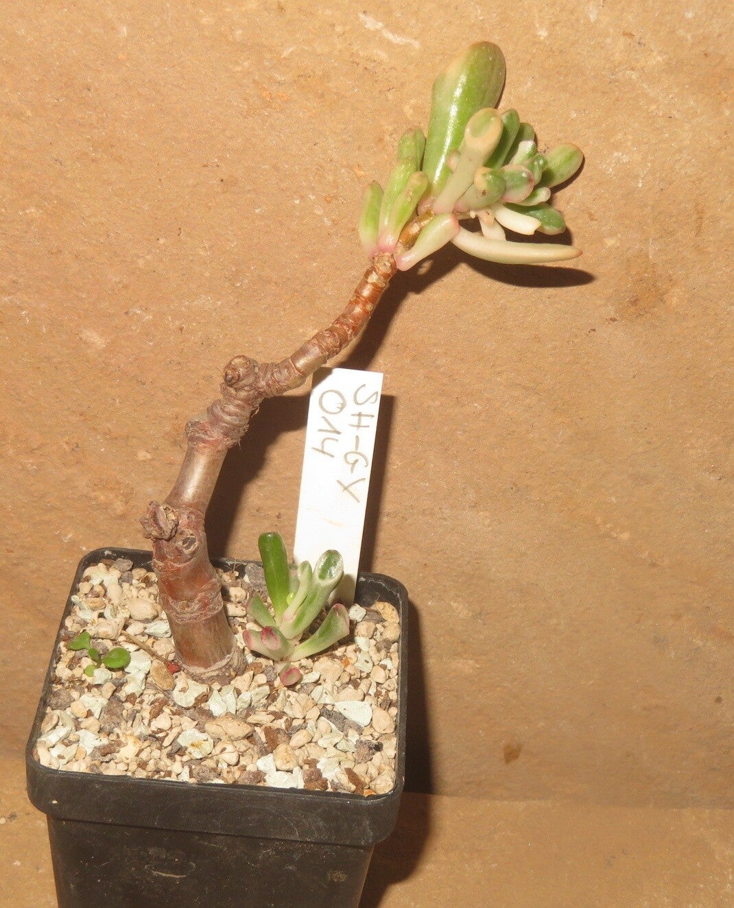 Crassula argentea cv Gollum variegata