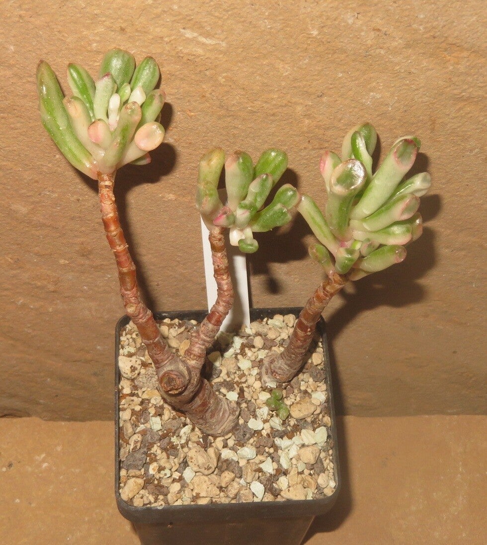 Crassula argentea cv Gollum variegata - ältere Pflanze Geldbaum