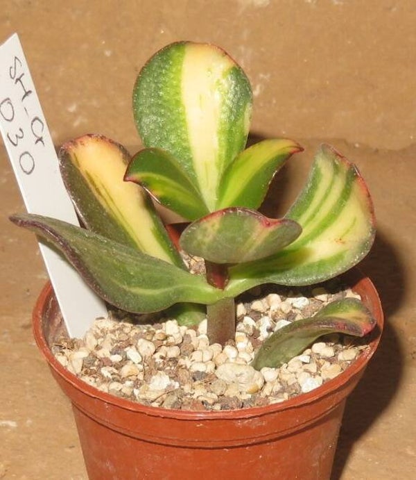 Crassula argentea cv Mikaeri Bijin variegata