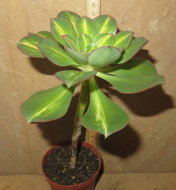 Aeonium decorum cv Lemon & Lime variegata