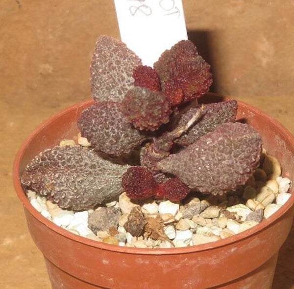 Adromischus marianae cv Coffee Bean