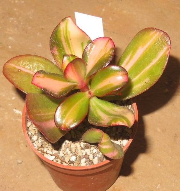 Crassula argentea cv Mikaeri Bijin variegata