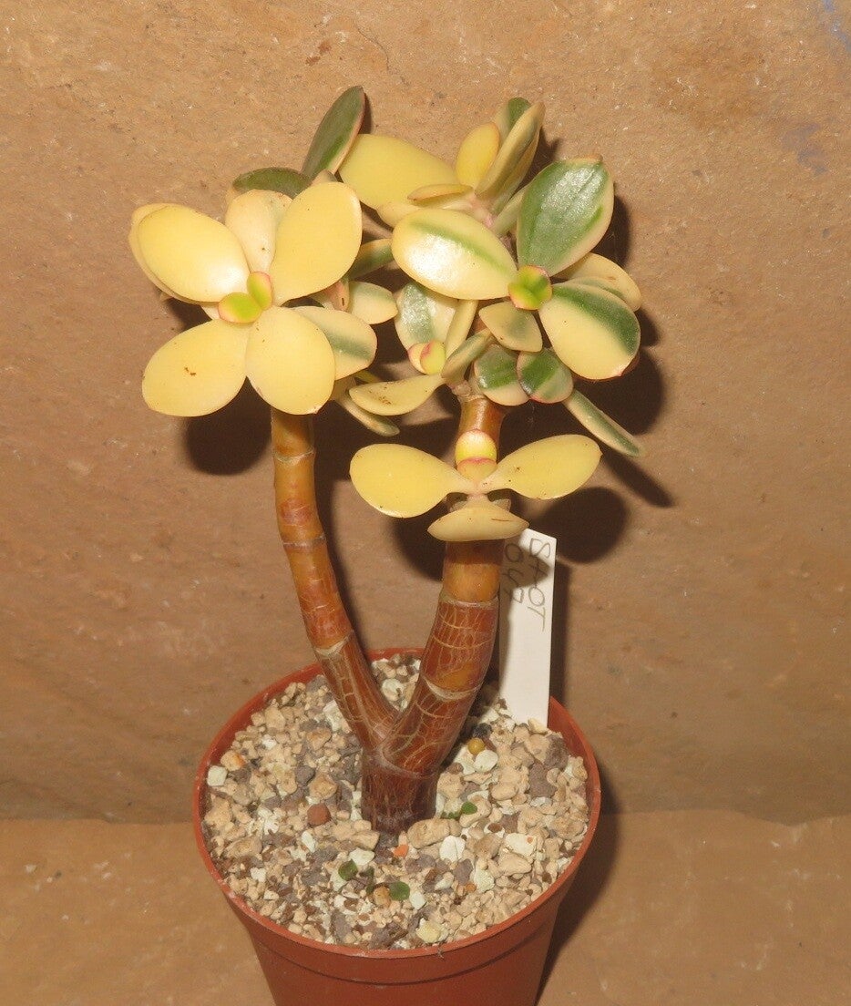 Crassula argentea cv Maruba NISHIKI variegata - ältere Pflanze Geldbaum