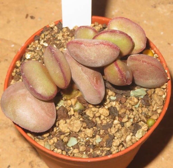 Adromischus marianae var. Halli