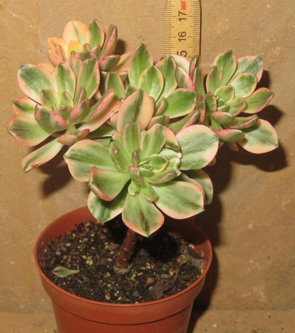 Aeonium cv Bronze Medal variegata