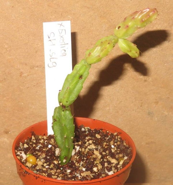 Pflanze Schlumbergera x Exotica – Weihnachtskaktus Blattkaktus