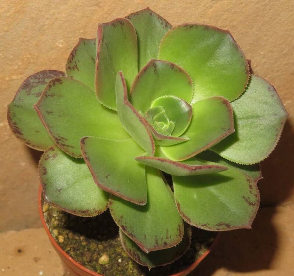 Aeonium davidbramwellii