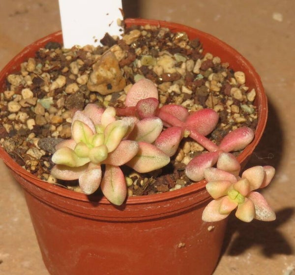 Crassula deltoidea variegata
