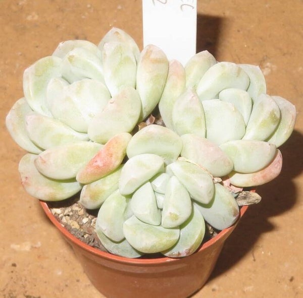 Echeveria cv Ice Green