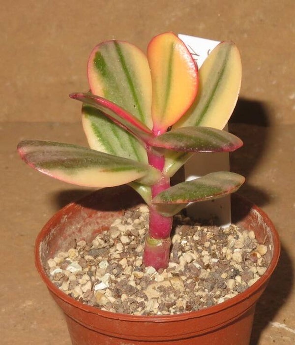 Crassula argentea cv Maruba NISHIKI variegata