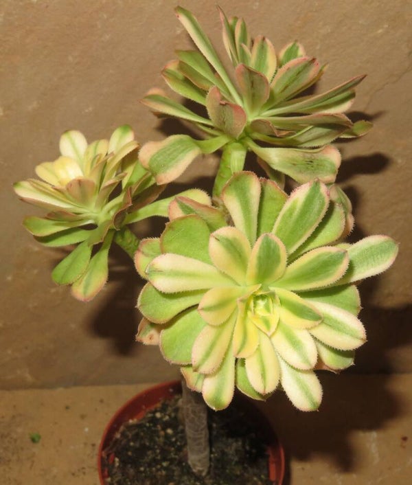 Aeonium arboreum variegata