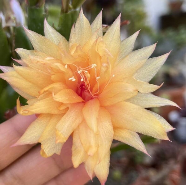 Schlumbergera cv AN011 Swedish Crown – Weihnachtskaktus Blattkaktus