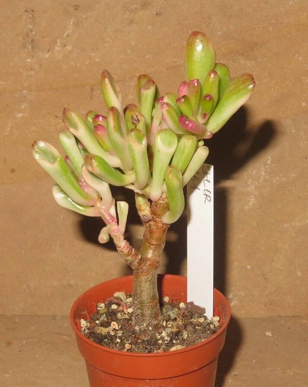 Crassula argentea cv Gollum variegata