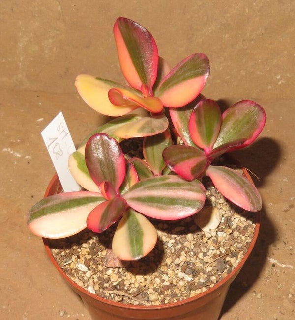 Crassula argentea cv Maruba NISHIKI variegata