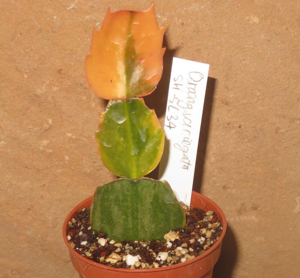 Schlumbergera cv Apricot variegata – Weihnachtskaktus Blattkaktus