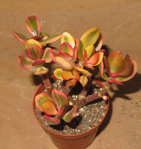 Crassula argentea cv Shinro Ryoko variegata Große Pflanze