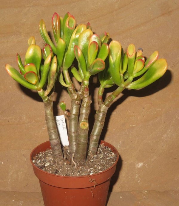 Crassula argentea cv Hobbit variegata Große Pflanze