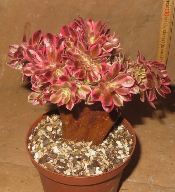 Aeonium cv Pink Witch cristata variegata