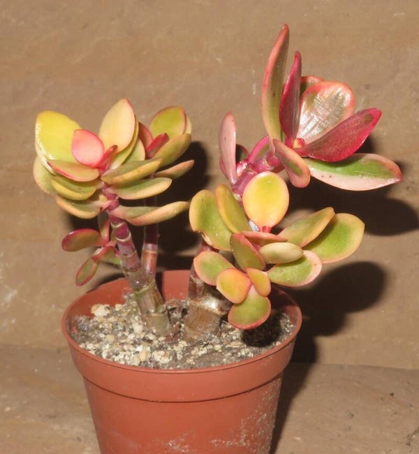 Crassula argentea cv JADE variegata