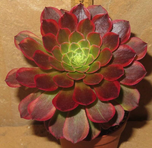 Aeonium cv Festival - Fiesta variegata
