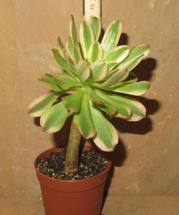 Aeonium arboreum cv Undulatum variegata