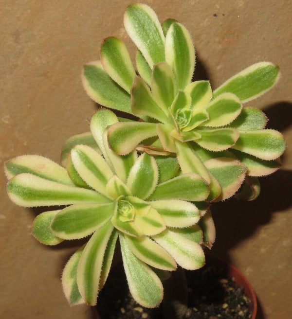 Aeonium arboreum cv Undulatum variegata