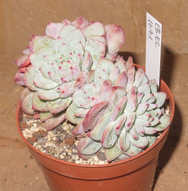 Echeveria cv Shine Bright - 2 Blätter / Blattstecklinge
